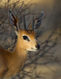 Close-up of deer