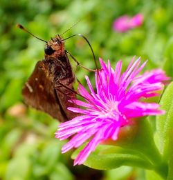 Close-up of insect on pink flower