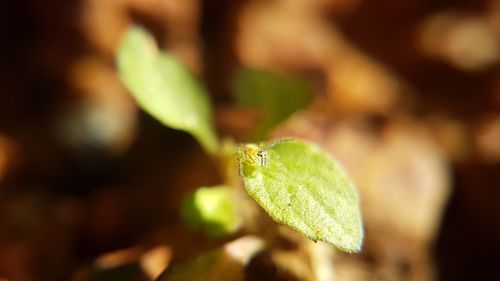 Close-up of insect on plant