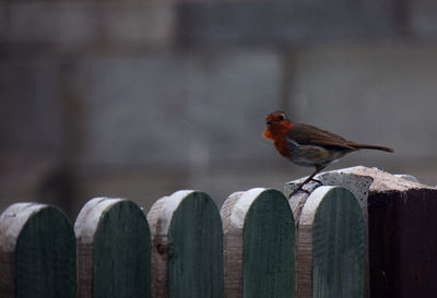 Bird perching on wooden post