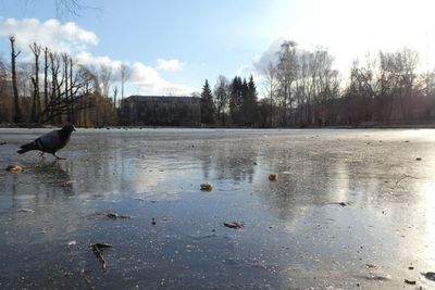 Birds in a lake
