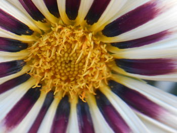 Full frame shot of yellow flower