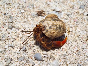 Close-up of snail on rock