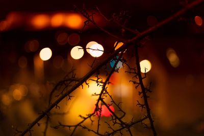 Close-up of bare tree at night