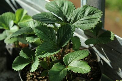 Close-up of fresh green plant