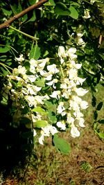 Close-up of white flowers