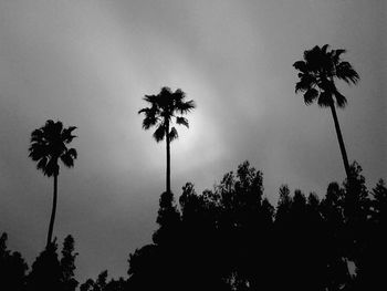 Low angle view of palm trees against sky