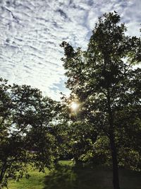 Sun shining through trees