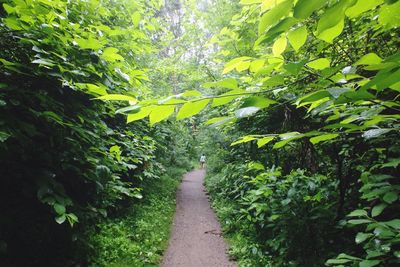 Footpath along trees