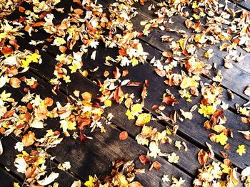 High angle view of maple leaves on tree during autumn