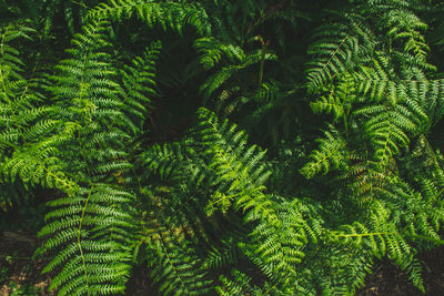 High angle view of palm trees in forest