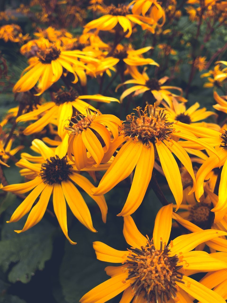 HIGH ANGLE VIEW OF YELLOW FLOWERING PLANTS