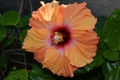 Close-up of orange flower