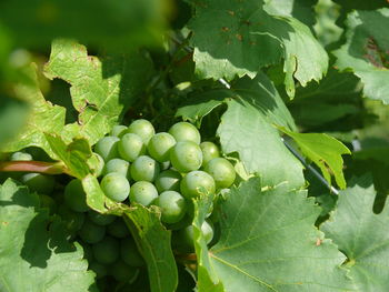 Close-up of berries growing on plant