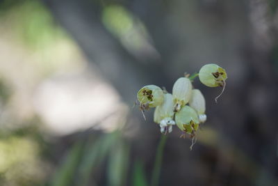 Close-up of white flowering plant