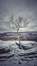 Bare tree on snow covered landscape against sky