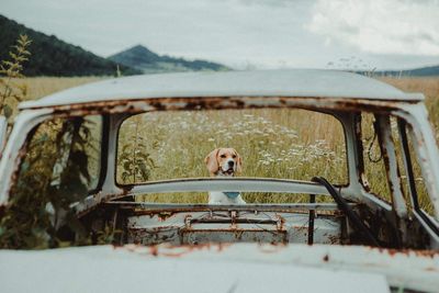 Portrait of a beagle dog against sky