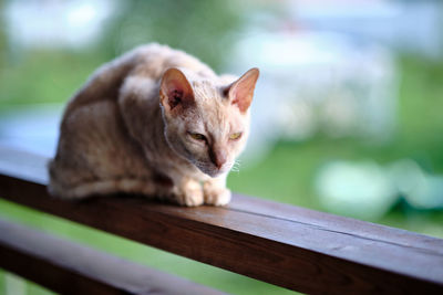 An adult cat of the cornish rex breed. bokeh. selective focus.