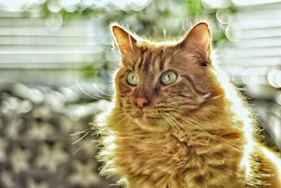 Close-up portrait of tabby cat