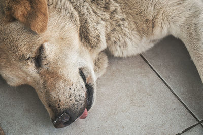 High angle view of a cat