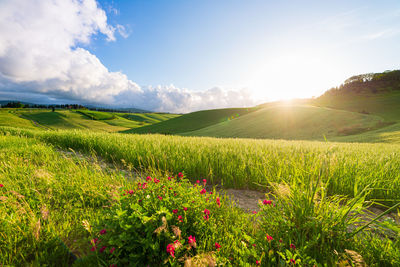 Scenic view of agricultural field against sky