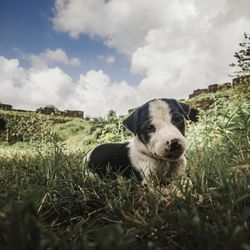 Portrait of dog on field against sky