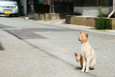 Dog sitting on street