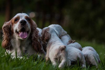 Close-up of dogs in field