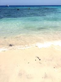 View of birds on beach