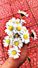 Close-up of hand holding daisy flowers