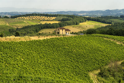 Scenic view of agricultural field