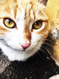 Close-up portrait of cat