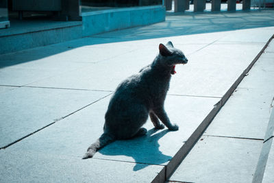 Cat on footpath