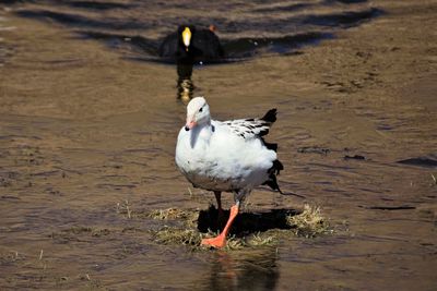 Ducks in a lake