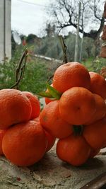 Close-up of orange leaves