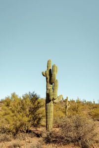 Single main saguaro cactus standing prominently in the sonoran desert near phoenix arizona.