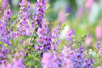 Close-up of purple flowers blooming outdoors