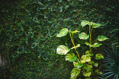Close-up of green plants