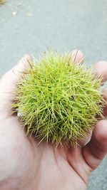 Close-up of hand holding cactus plant