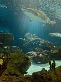 View of fish swimming in sea