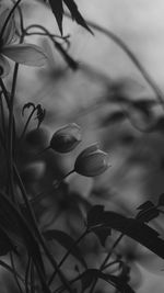 Close-up of plants against blurred background