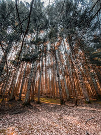 Trees in forest during autumn