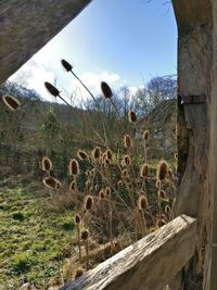 Plants on field against sky