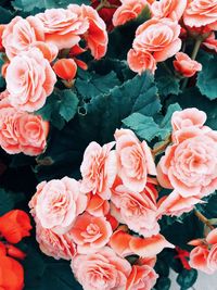 Close-up of rose bouquet