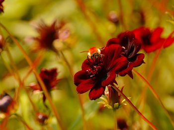 Close-up of red flowering plant