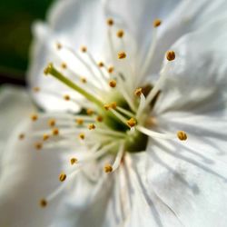 Close-up of white flowering plant