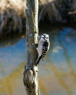 Close-up of bird perching on tree