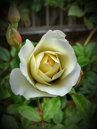 Close-up of rose blooming outdoors