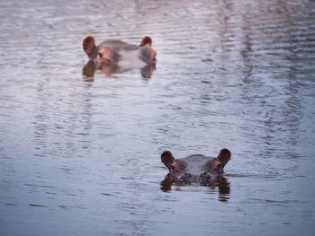 Ducks swimming on lake