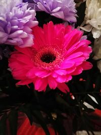 Close-up of pink flowers blooming outdoors